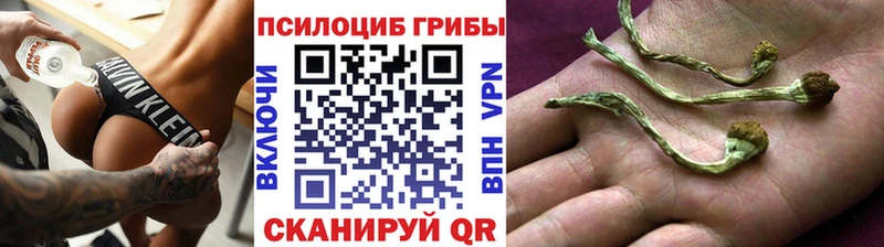 продажа наркотиков  Починок  сайты даркнета наркотические препараты  Псилоцибиновые грибы Psilocybine cubensis 